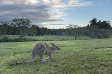 Obraz na płótnie Canvas Wild Kangaroo in Australia