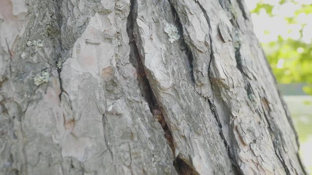 Ant's on the bark of a tree. Close up ants on green tree ants on bark. Red ants crawling on the bark of an old mossy tree