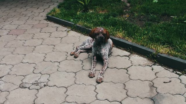 Homeless, sickly dog without wool with a skin disease, called lichen, lies on the street and looks at passers-by