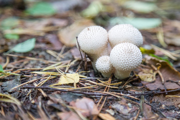 Young Lycoperdon perlatum (common puffball) growing in the woods