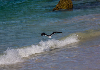 Kelp gull aka Larus dominicanus at the famous Boulders Beach of Simons Town near Cape Town in South Africa