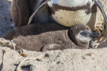African penguins aka spheniscus demersus at the famous Boulders Beach of Simons Town near Cape Town in South Africa