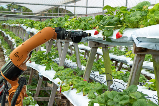 Agriculture vertical farming technology , artificial intelligence precision concepts, Farmer use smart farm automation robot assistant image processing for detection weed ,spray chemical.