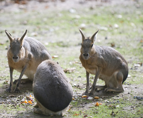 Mara (Dolichotis patagonum)