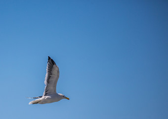 Kelp gull aka Larus dominicanus at the famous Boulders Beach of Simons Town near Cape Town in South Africa