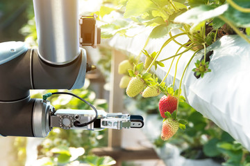Agriculture technology , artificial intelligence concepts, Farmer use smart farm automation robot...