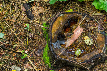 Old tree stump filled with rain water. Fall background with copy space.