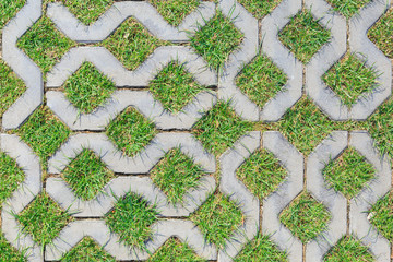Green grass growing between elements of paving tiles as a background or texture