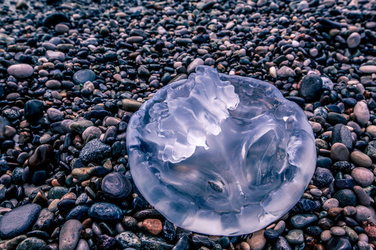 Large jellyfish was thrown on the pebble of the beach. Toned image