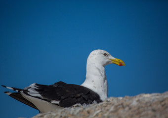 Kelp gull aka Larus dominicanus at the famous Boulders Beach of Simons Town near Cape Town in South Africa