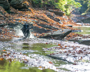 black lab running in river