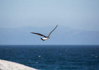 Kelp gull aka Larus dominicanus at the famous Boulders Beach of Simons Town near Cape Town in South Africa