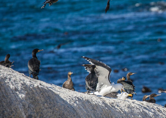 Kelp gull aka Larus dominicanus at the famous Boulders Beach of Simons Town near Cape Town in South Africa