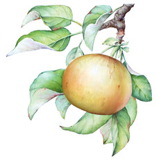 Watercolor hand drawn illustration of the apple tree branch with apple fruit and leaves on white background