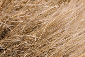 straw background