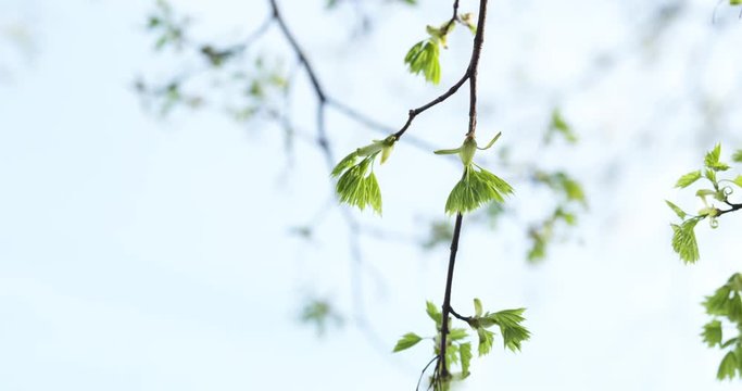 pan shot of young maple leaves in warm spring sunlight