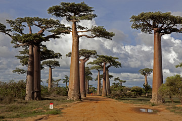 Baobab à Morondava