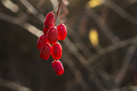 Red autumn berries in sunlight