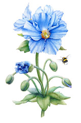 Watercolor hand drawn illustration of the blue himalayan poppy flowers with stem, buds, leaves and a bumble bee isolated on white background, Meconopsis betonicifolia