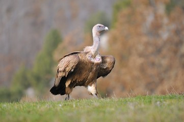 Griffon vulture in the meadow of Leon.