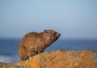 Sun bathing rock hyrax aka Procavia capensis at the Otter Trais at the Indian Ocean
