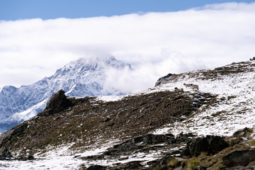 White Swiss mountain sheep, Zermatt, Switzerland