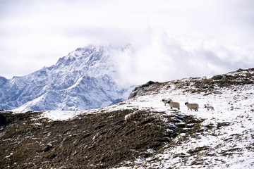 White Swiss mountain sheep, Zermatt, Switzerland