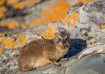 Sun bathing rock hyrax aka Procavia capensis at the Otter Trais at the Indian Ocean