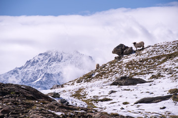 White Swiss mountain sheep, Zermatt, Switzerland
