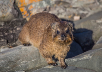 Sun bathing rock hyrax aka Procavia capensis at the Otter Trais at the Indian Ocean