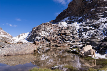 White Swiss mountain sheep, Zermatt, Switzerland