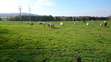 stado krów © Piotr
