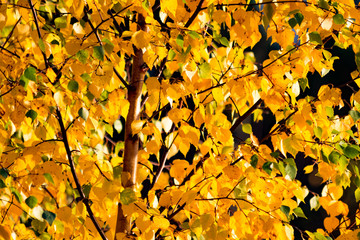 Yellow autumn leaves
