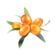 Sea buckthorn isolated on the white. Vector illustration in 3d style. The concept of realistic image of medical plants, herbs. Designed to create package of health, beauty natural products.