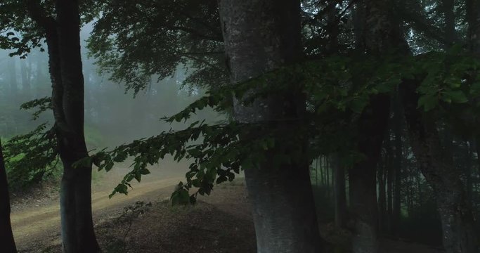 Long camera track through a dark misty forest and countyside road. Aerial shot of thick fog in the woods. Beauty in nature, wilderness concept.