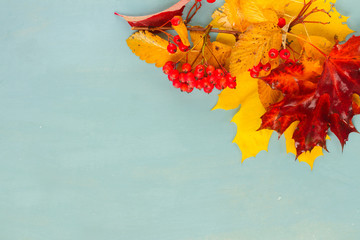 Autumn yellow maple leaves and red berries on blue background with copy space