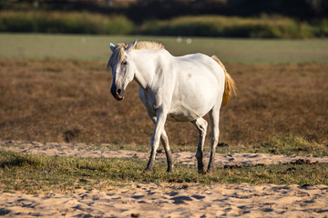 Purebred andalusian spanish mare pregnant  on dry pasture in "Doñana National Park" Donana nature reserve in El Rocio village at sunset