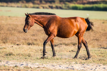 Purebred andalusian spanish horse on dry pasture in "Doñana National Park" Donana nature reserve in El Rocio village at sunset