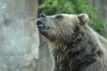 Grizzly Bear