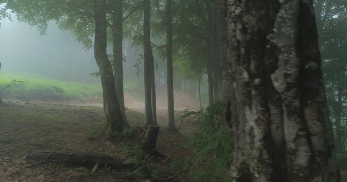 Long camera track through a dark misty forest and countyside road. Aerial shot of thick fog in the woods. Beauty in nature, wilderness concept.