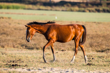 Purebred andalusian spanish foal walking on dry pasture in "Do&ntilde;ana National Park" Donana nature reserve in El Rocio village at sunset