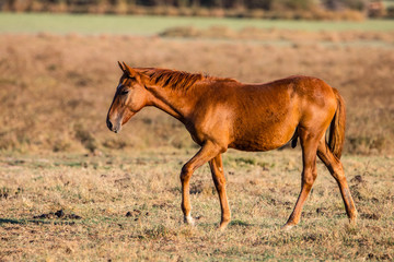 Purebred andalusian spanish horse on dry pasture in 