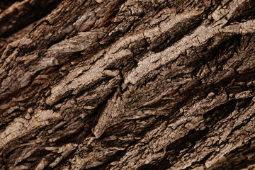 bark background