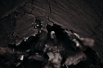 background bark