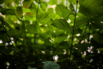 green background