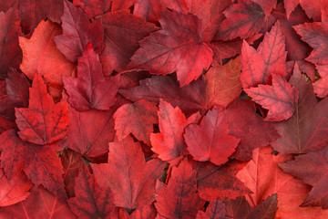 Background of red fall leaves
