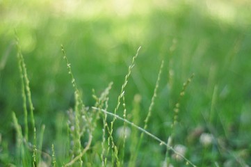 Green summer grass with dew. Spring grass with water droplets