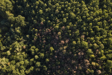 Aerial view of the Italian wild forest With tall and colorful trees at sunset