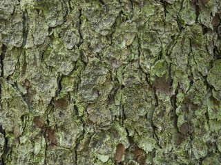 Pine bark