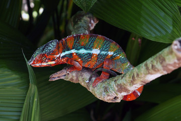 Caméléon rouge.